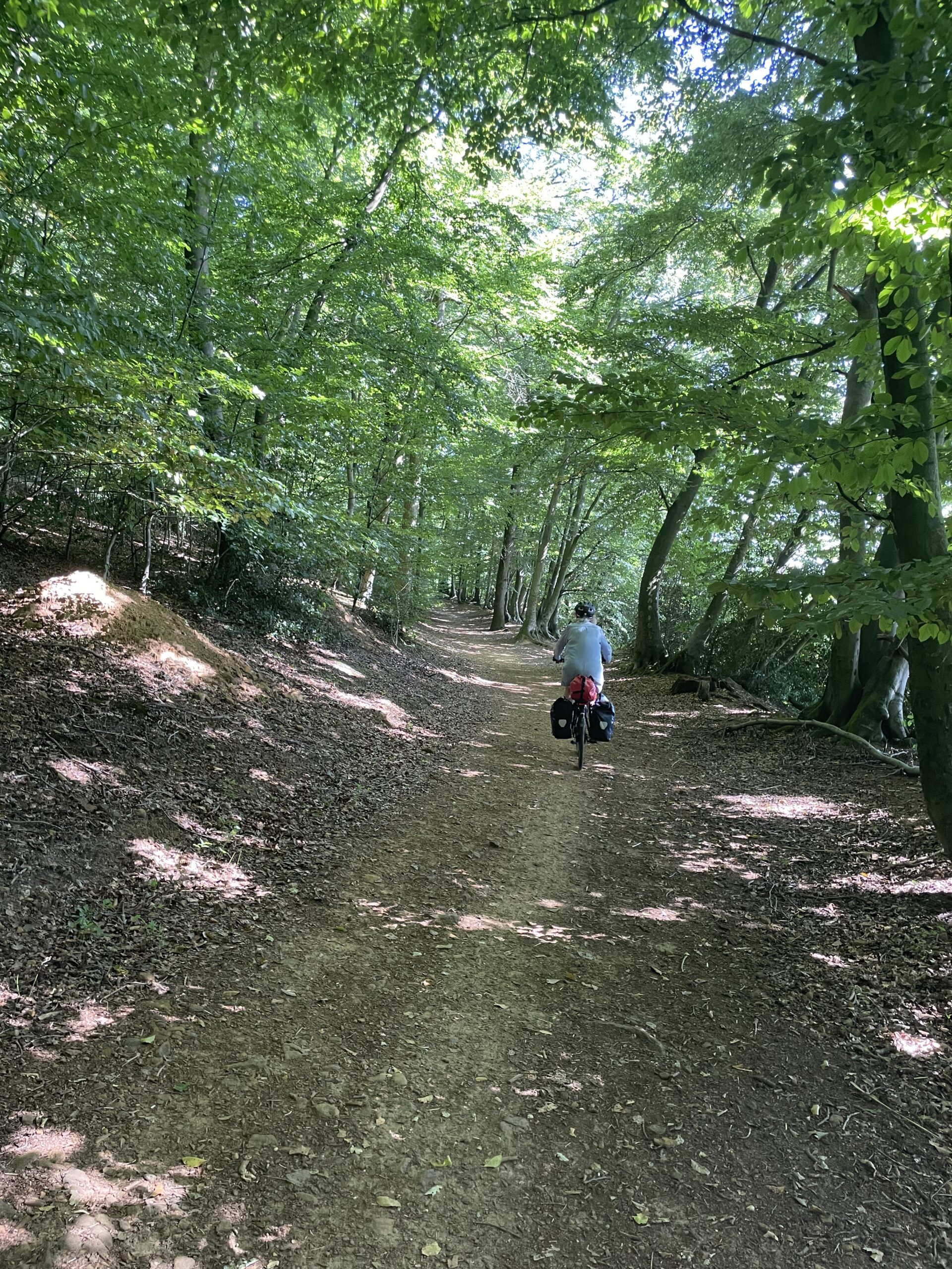 dense forests cycling